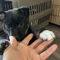 一旦募集停止寒い中頑張りました。