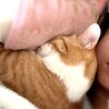 うにくん4歳オス大型です サムネイル4