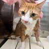 うにくん4歳オス大型です サムネイル7