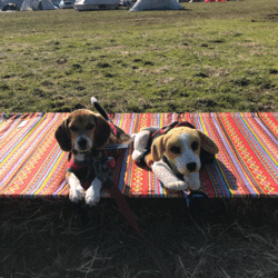 デイジー&アンジー