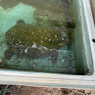 クサガメの里親募集です。