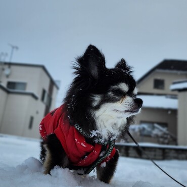 毎冬、雪を楽しむ姿は寒さを堪えて散歩に連れ出す甲斐がありました。