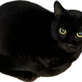 (９ヵ月齢、去勢オス）里親さん募集！