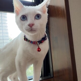 耳が聞こえなくてもいつもご機嫌♪碧い瞳のげん君