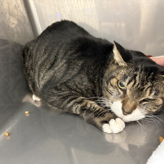 動物病院の保護猫！慣れたら甘えん坊ごー君！