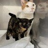 動物病院の保護猫！子猫に大人気優しいひろみ サムネイル3