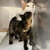 動物病院の保護猫！子猫に大人気優しいひろみ サムネイル4