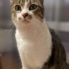 人好き猫好き美しい瞳のキジシロ男子！桐（きり） サムネイル2