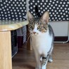 人好き猫好き美しい瞳のキジシロ男子！桐（きり） サムネイル6