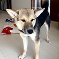 野犬の仔犬　ティアラ