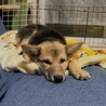 野犬の仔犬　ティアラ サムネイル4