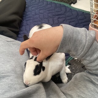 ミニレッキスのメス、推定5歳です。