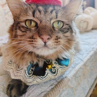 ピョコン歩きが可愛い長毛もこみちくん