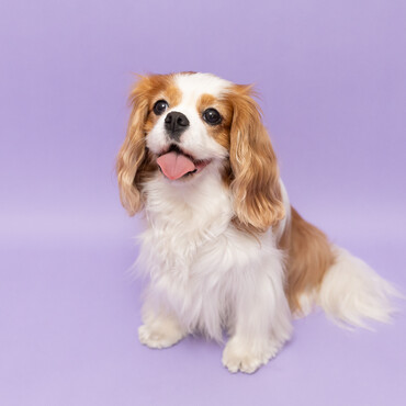 2018.9.25生まれのNICOちゃん。犬舎はhappy World（下関）