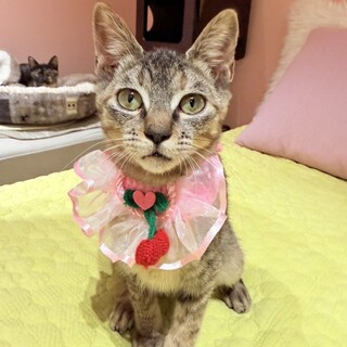 不参加【2/8東銀座】よしこちゃん★４ヵ月半♪