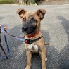 人なつこい甘えん坊さんメス子犬 サムネイル4