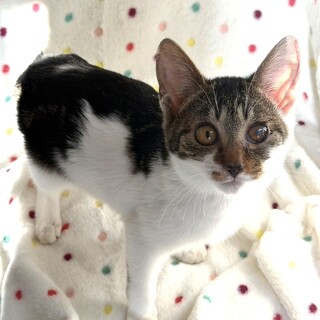 【2/14東銀座】心花ちゃん★３ヵ月半♪