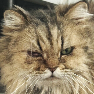 チンチラゴールデン♀ちよこ約6〜8歳