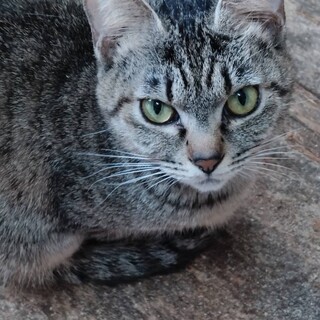 キジ猫ちゃん里親募集