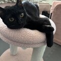 わたし黒木メイサと申します！