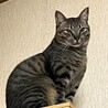 面倒見の良いキジ猫大門くん去勢済み サムネイル3