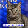 面倒見の良いキジ猫大門くん去勢済み サムネイル4
