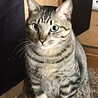 面倒見の良いキジ猫大門くん去勢済み サムネイル6