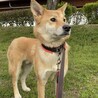 穏やかなイケメン⭐︎ 煌(こう)君