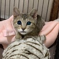アクアブルーの瞳を持つマティちゃん♡