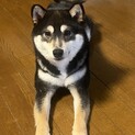 黒芝１才男の子