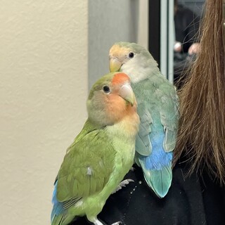 コザクラインコちゃんです (ペア)