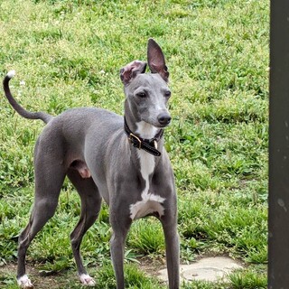  飼い主さん急逝 沢山の応援ありがとうございました