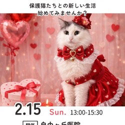 保護猫譲渡会　名古屋市