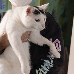 保護猫譲渡会　名古屋市 サムネイル2