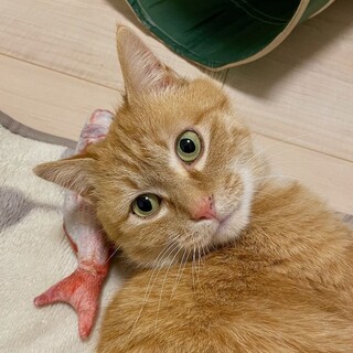 穏やかで甘えん坊のチャトラ男子きーちゃん