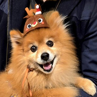 もふもふ天使のアールくん