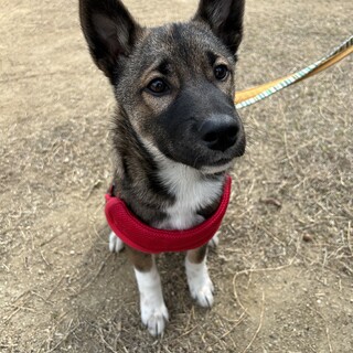 阿波犬・シェパード風小柄な柿実kakimiちゃん