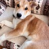 阿波犬・カフェラテカラーの希mare サムネイル7