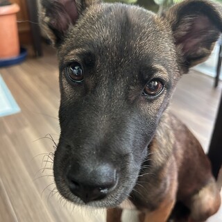 阿波犬・シェパード風元気な栗生kurioくん