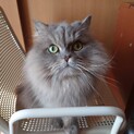 ペルシャ猫 6歳 元気な男の子です