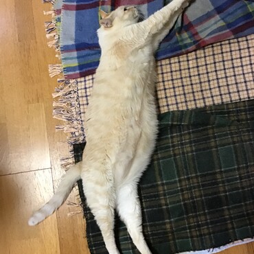 最近、ちょっと太り気味？それともお腹に赤ちゃん、いる？