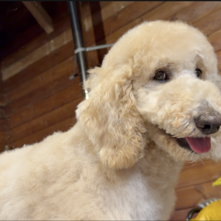 人慣れが難しいプリンちゃん