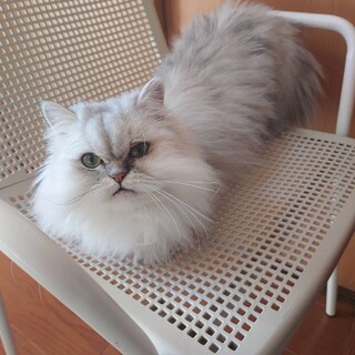 ペルシャ猫メス5歳人懐っこい性格です