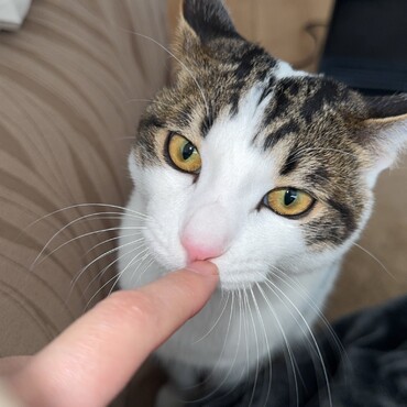 もう1歳になる頃 55cmのリボンを食べて急患に行きました！無邪気で食欲旺盛!矯正手術も頑張りました！
