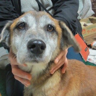 優しくて愛らしい、短足シニアちゃん