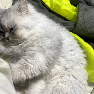 ペルシャ猫オス3歳大人しい性格です。