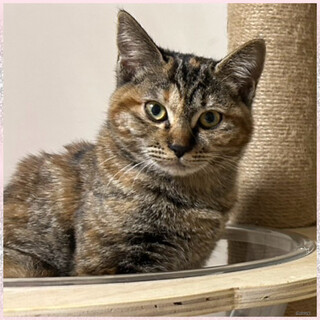 里親決定★母乳で育ったサビキジ猫リボン