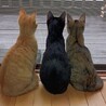 里親決定。人懐っこいサビ猫ムギちゃん サムネイル6