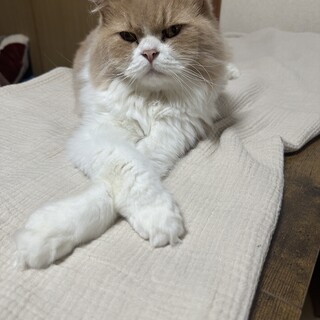 3歳のラガマフィンちゃん