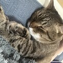 キジトラ10歳〜12歳くらいの女の子